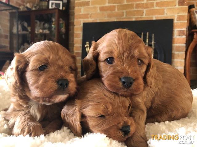 trading post toy cavoodle