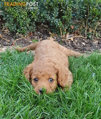 Toy-Cavoodle-Second-Generation-Updated