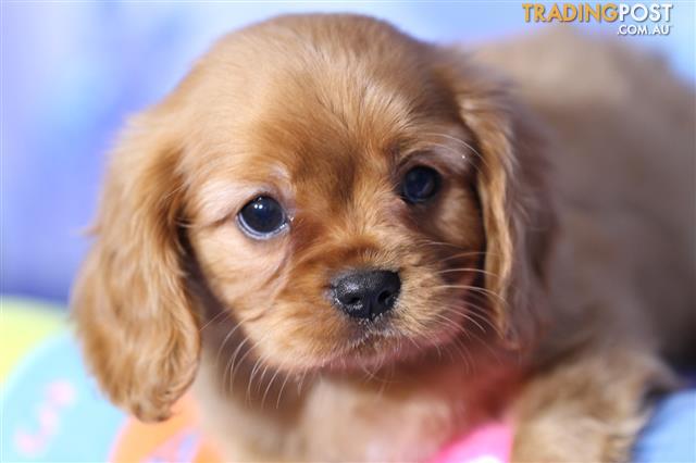 king charles cavalier puppies