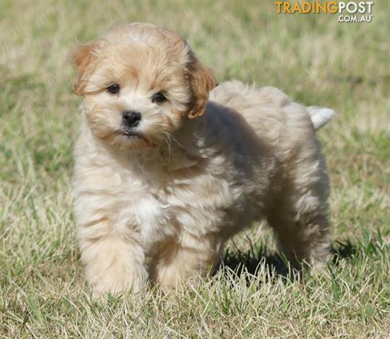 Puppies For Sale Australia Trading Post : History Of Australian Unions