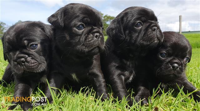 Find Pug puppies for sale in Australia