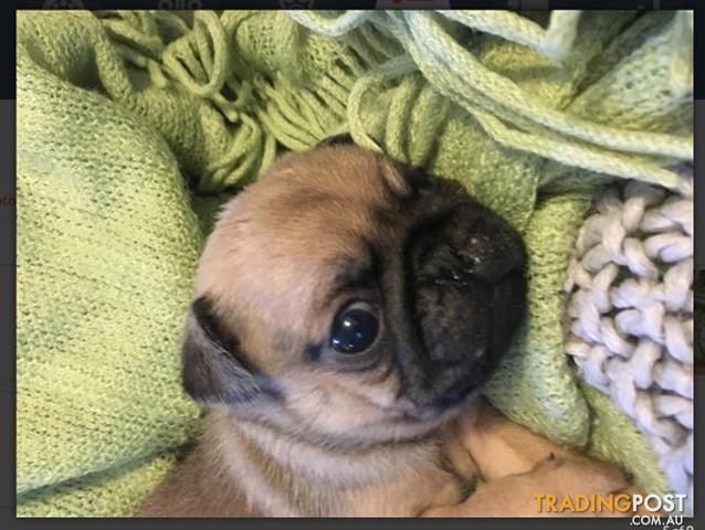 Beautiful Fawn Pug Puppies For Sale