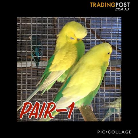 rainbow parakeet for sale