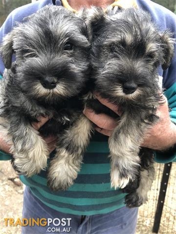 mini schnauzer puppies for sale