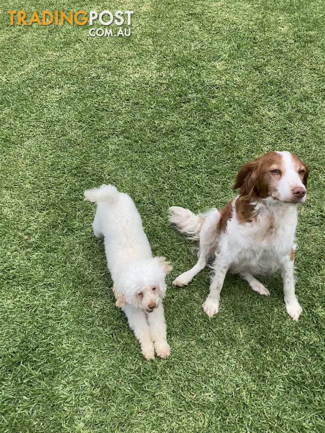 Brittany Spoodle Puppies Aka Brittnepoo Puppies Brittany Spaniel X Toy