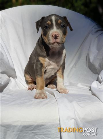 View Blue Amstaff Puppies For Sale Nsw Pictures