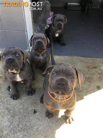 Cane Corso Puppies