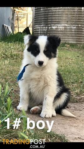 Long Haired Border Collie