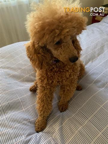 Toy poodle shop trading post