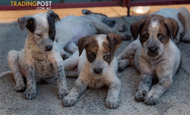 bullmastiff x blue heeler