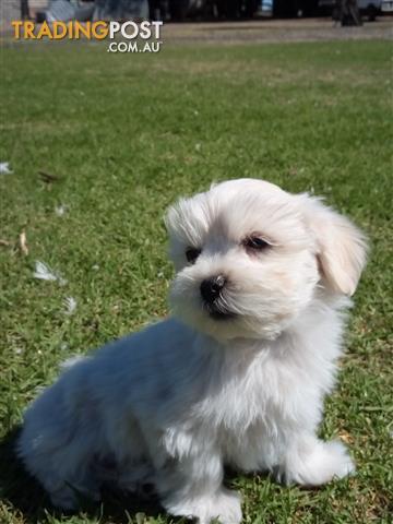 Maltese-Shih-Tzu-Puppies-for-sale-DACO 