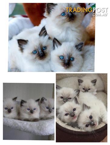 TWO-Ragdoll-Kittens-to-Rehome