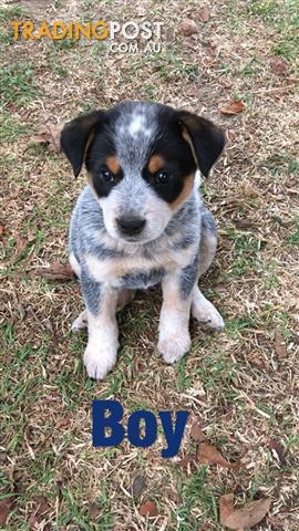 Smithfield Cattle Dog Puppies For Sale Best Sale, GET 59% OFF, | vlr.eng.br