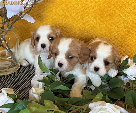 king charles cavalier for sale king charles cavalier for sale