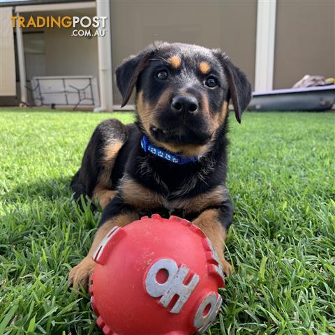 German-Shepherd-X-Rottweiler