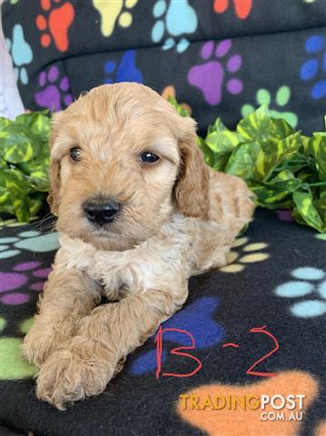 Trading Post Puppies For Sale : Puppies For Sale Hobart Trading Post / Browse thru our id verified puppy for sale listings to find your perfect puppy in your.