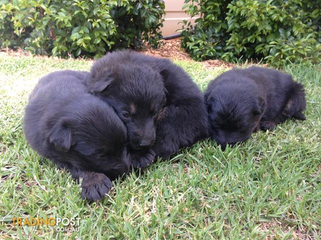 black german shepherd puppies for sale