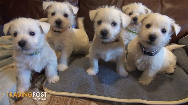 west highland white terrier for sale
