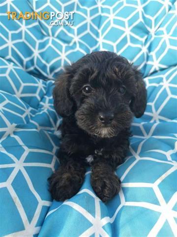 mini schnauzer x toy poodle