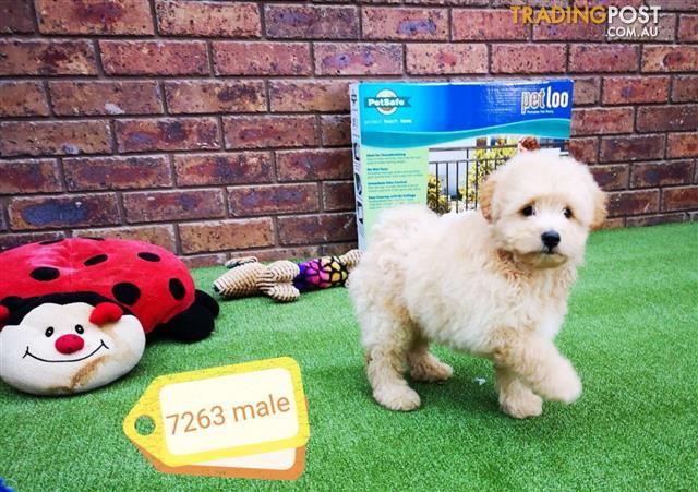 toy poodle x japanese spitz