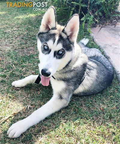 8 month old siberian husky