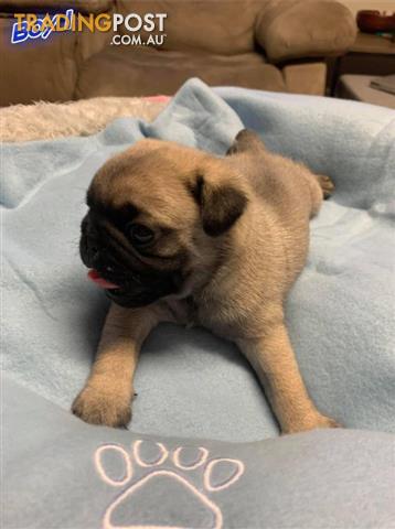 local pug puppies for sale