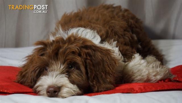 bordoodle puppies for sale