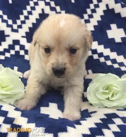 collie cross retriever puppies