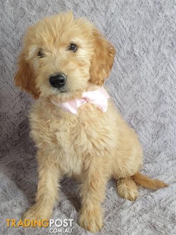 retriever poodle cross