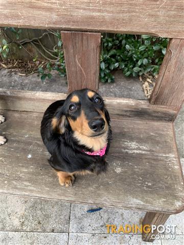 Beautiful Purebred Long Haired Dachshund Puppy