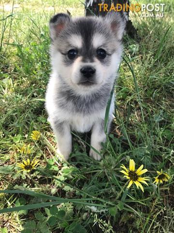 Beautiful-Pomsky-Puppies