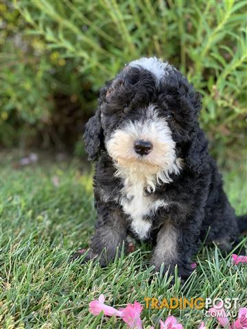 sheepadoodle puppies for sale