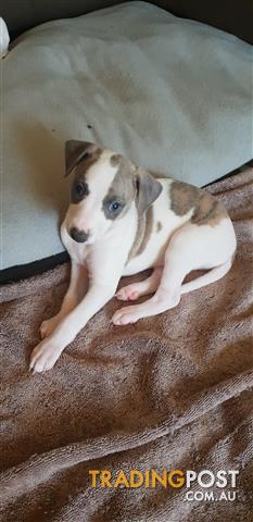 2 Purebred Whippet Puppies For Sale No Papers