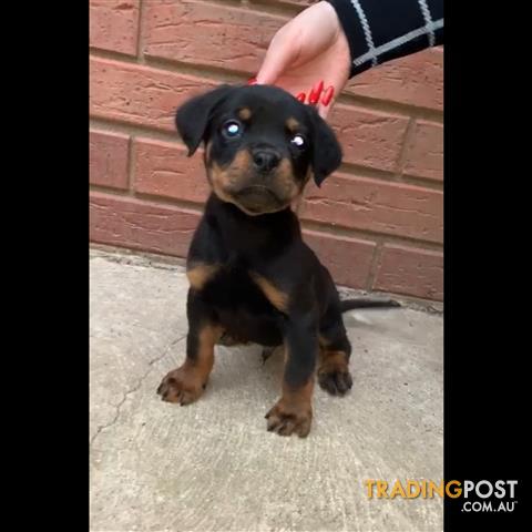 Rottweiler-pups-tail-bob-tail-ready-to-go