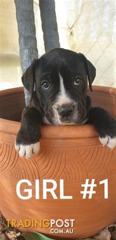 Toy Cavoodle Puppies For Sale Chevromist Kennels Puppies Australia