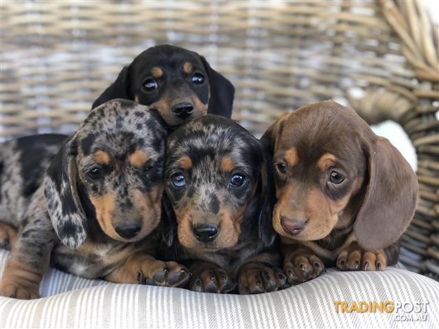 Purebred-Miniature-Dachshunds