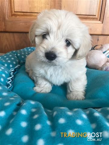 Maltalier (Maltese X Cavalier King Charles Spaniel) Puppies for sale in ...