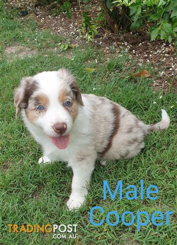 Pedigree Border Collie Pups