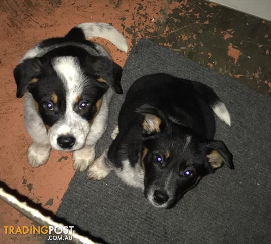 border collie cattle dogs for sale