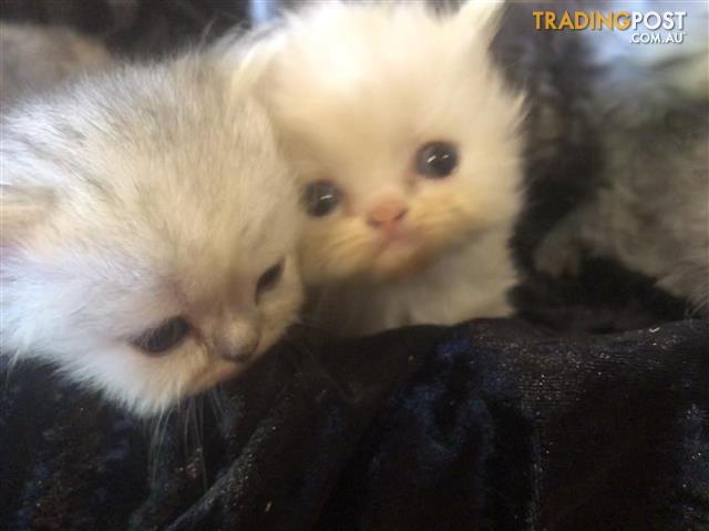 baby persian kittens for sale