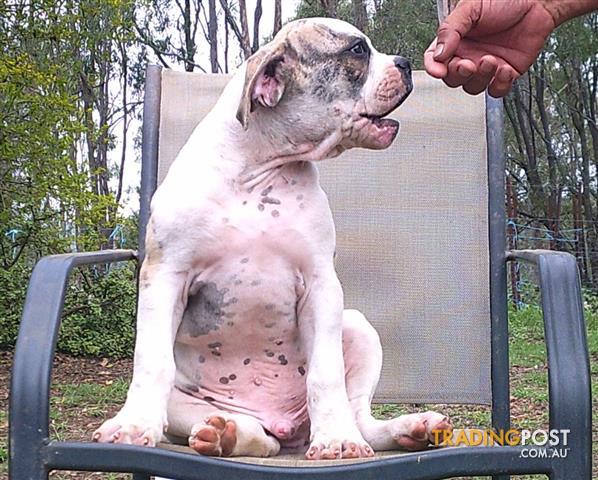 bullmastiff x boxer puppies for sale