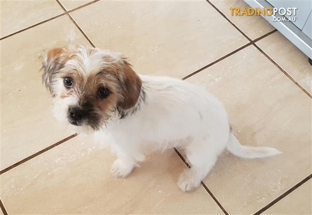 Maltalier (Maltese X Cavalier King Charles Spaniel) Puppies for sale in ...