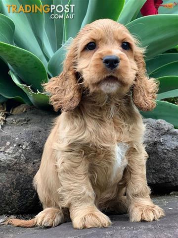 Cavocker-Puppies-Cavalier-King-Charles 