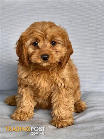 cavoodle puppies cost