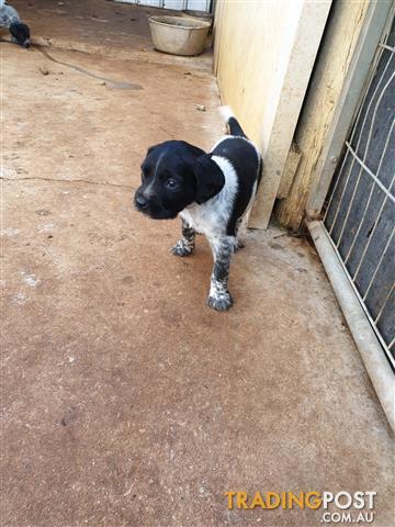 German Short Haired Pointer X Brittany Spaniel Pups