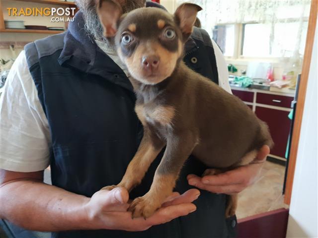 purebred red kelpie pups for sale