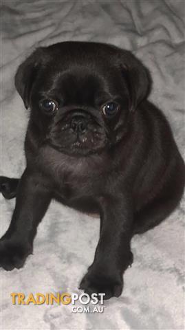 real pug puppies for sale