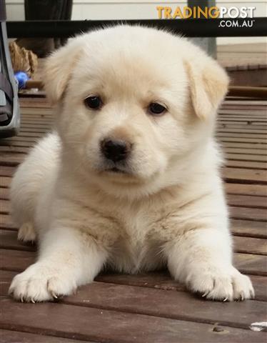 ALL-SOLD-Labrador-x-Japanese-Spitz-Puppies