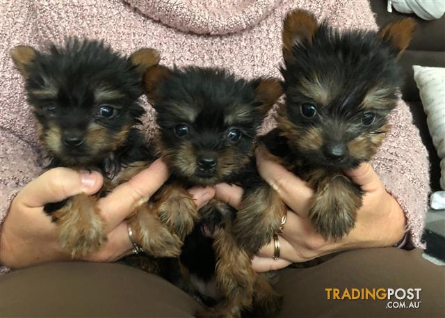 australian silky terrier breeders near me