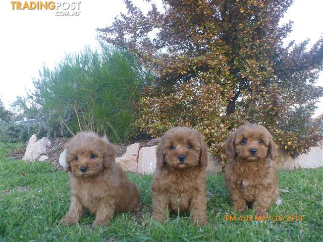 CAVOODLE-PUPPIES